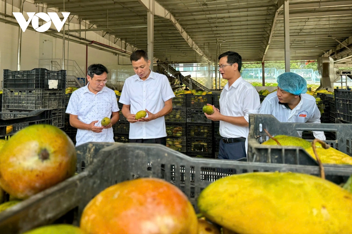 Sơn La làm gì để tiêu thụ ổn định trái cây chính vụ?